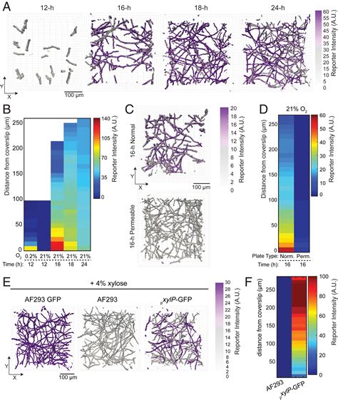 Fungal Biofilm Architecture Produces Hypoxic Microenvironments That