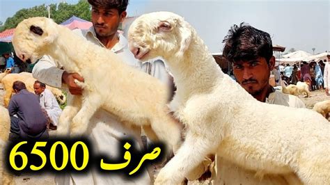 Mundra Chatra Dera Ghazi Khan Mandi 03314765253 Mundra Goat Farm YouTube