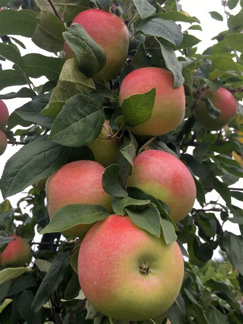 Plenty Of Apples In The Forecast New England Apples