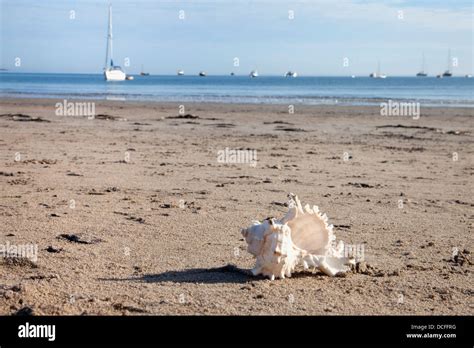 Sea Shell, Low Newton Beach, Northumberland, England Stock Photo - Alamy