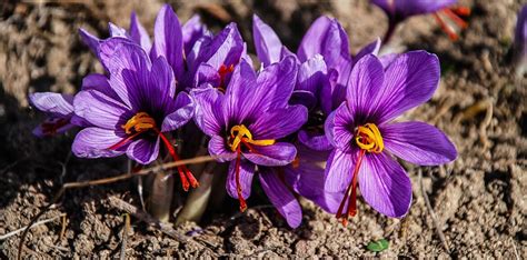 Echter Safran Crocus sativus Gewürz Heilpflanze Krank de