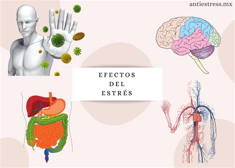 El Estr S En El Cuerpo Afecciones Y Alternativas Antiestress