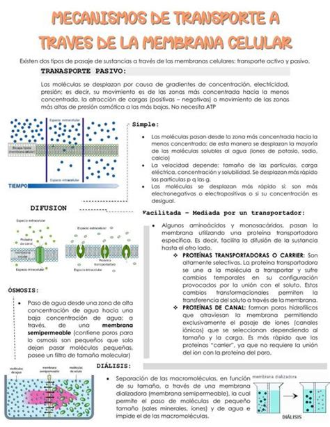 Mecanismo De Transporte A Trav S De La Membrana Celular Anahi Jimenez