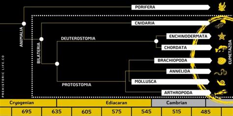 Eumetazoa: The First Animals with Neurons & Tissue Organs