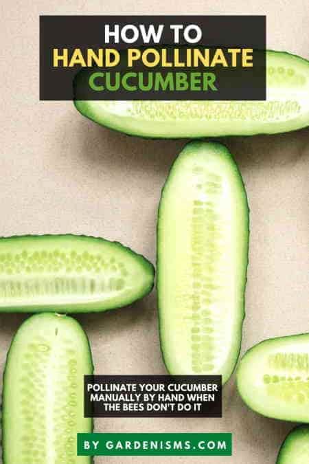 How To Hand Pollinate Cucumbers Complete Guide Gardenisms