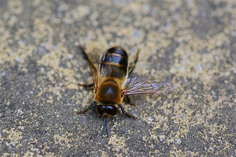 Drone Honey Bee Male Free Photo On Pixabay