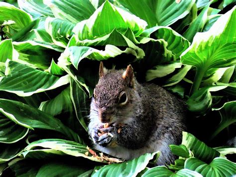 Squirrel Hiding In The Hostas Photograph By Linda Stern Fine Art America