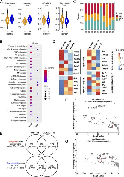 Cd L Expressing Tfh Cells Exhibit Stem Like Memory Precursor