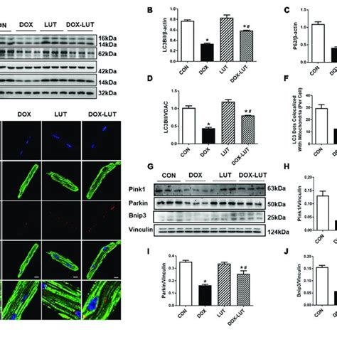 Effect Of Luteolin On Doxorubicin Induced Cardiomyocyte Mitochondrial