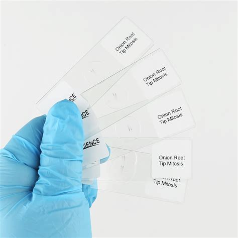 Buy Onion Root Tips Cell Mitosis Micro Slides Set Pcs Pack Show All