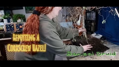 Bonsai Druid Ep 4 Repotting A Corkscrew Hazel YouTube