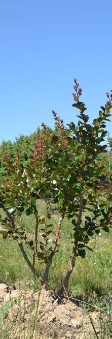 Lagerstroemia Indica Braise D Ete Guillot Bourne