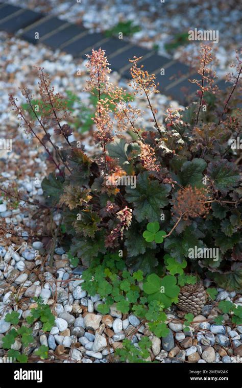 Heuchera Ebony And Ivory Stock Photo Alamy