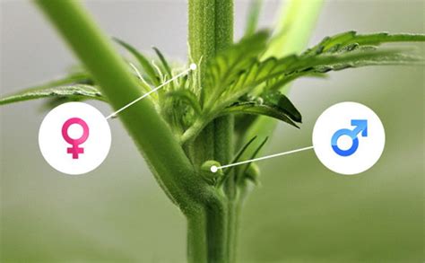 Male Vs Female Cannabis How To Identify The Sex Of Your Plant Herbies