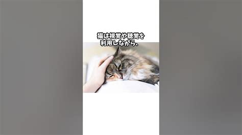 実は人間と猫の脳の〇 ％は同じ？ Cat 分かる 知ってる 雑学 ねこ 猫のいる暮らしshorts Youtube