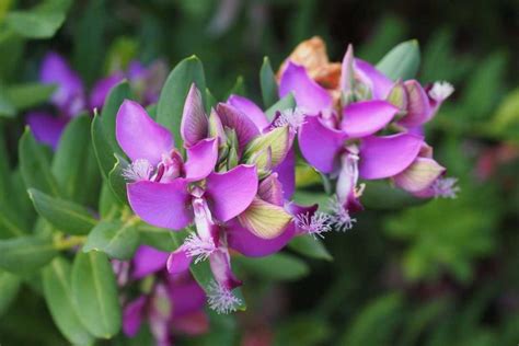 Polygala Myrtifolia Arbuste Fleuri Du Climat M Diterran En