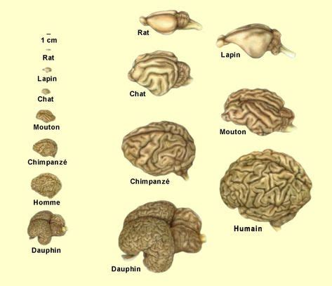 Le Cerveau Tous Les Niveaux Avec Images Anatomie Du Cerveau Le