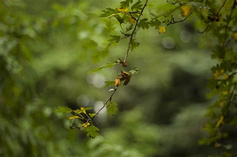 identify  trees royal forestry society