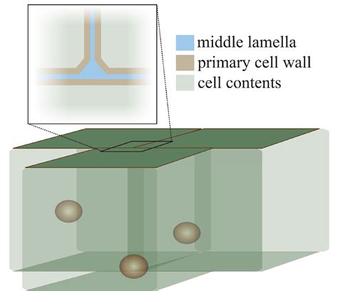 Figure From How To Let Go Pectin And Plant Cell Adhesion Semantic