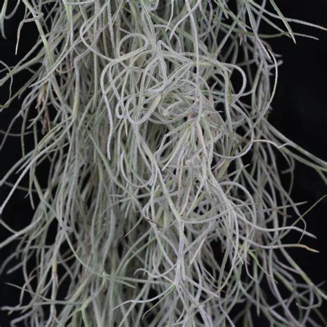 Tillandsia Usneoides Pflege