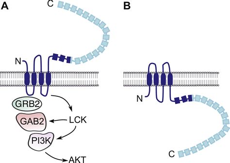 Leucine Rich Repeat Containing 8a Lrrc8adependent Volume Regulated