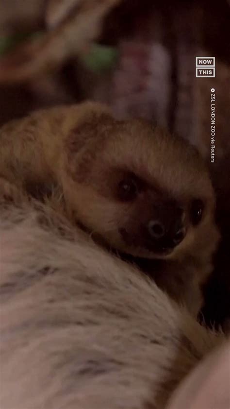 Nowthis On Twitter The London Zoo Is Kicking Off The New Year By