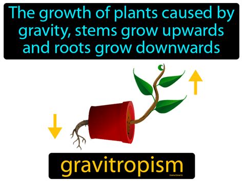 Gravitropism Definition & Image | Flippy Flashcards