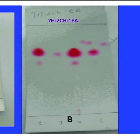 The Tlc Fingerprint Of The First Six Fractions Collected From The