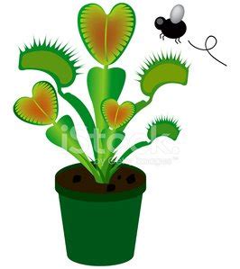 Venus Flytrap Stock Clipart | Royalty-Free | FreeImages