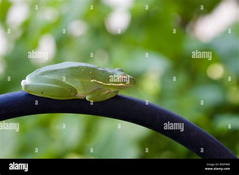 Green tree frog, Florida Stock Photo - Alamy