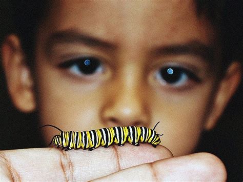 Caterpillar Rash Treatment Tips Prevention And More