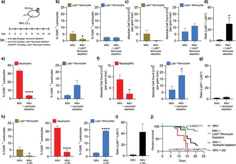 Ly6cLo Non Classical Monocytes Promote Resolution Of RRV Mediated