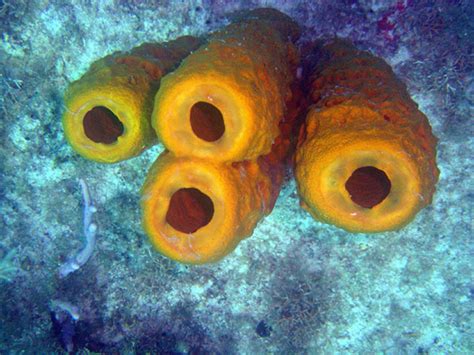 Sponge Animal Virgin Islands National Park Us National Park Service