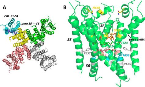 Structural Implications Of Herg K Channel Block By A High Affinity