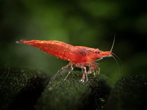 Red Cherry Shrimp Care Expert Guide For Beginners