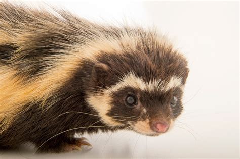 Saharan Striped Polecat Ictonyx Libycus Joel Sartore