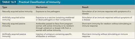 Chapter 14 Lymphatic System And Immunity Flashcards Quizlet