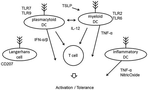 Elucidating The Regulation Of T Cell Subsets Review