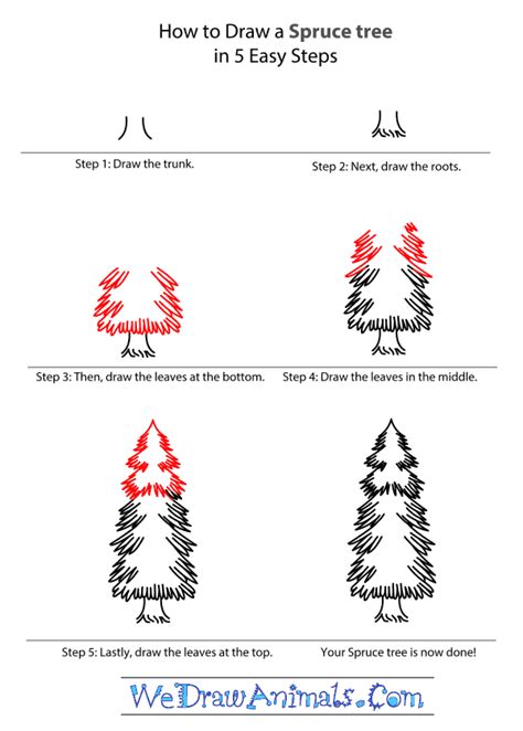 How to Draw a Spruce Tree