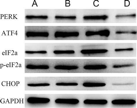 picture  perk atf eifa p eifa  chop proteins