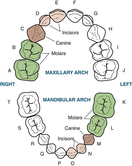 15 Overview Of The Dentitions Pocket Dentistry