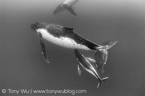 Humpback Whale Calf Nursing