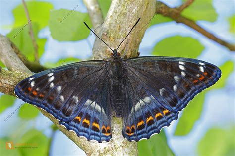 Großer Eisvogel Männchen Bild bestellen Naturbilder bei Wildlife Media