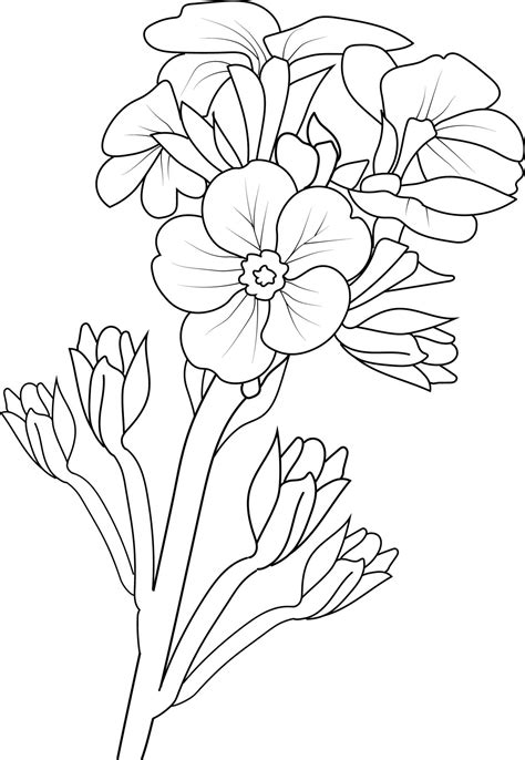 Drawing Primrose Clip Art PNG 678x800px Drawing Black 60 OFF