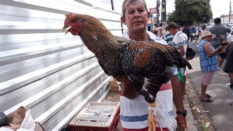 Feira Das Galinhas Em Arapiraca Al Dia 24 04 2023 YouTube