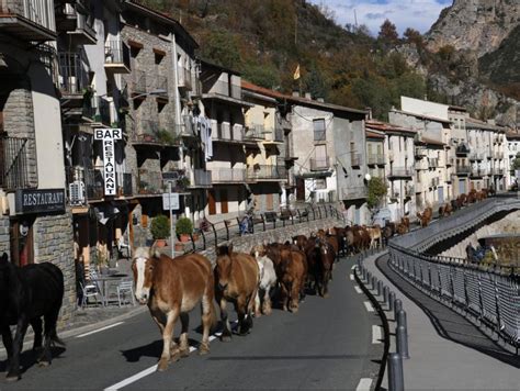 Més de 200 cavalls en transhumància travessen el Pallars Sobirà de