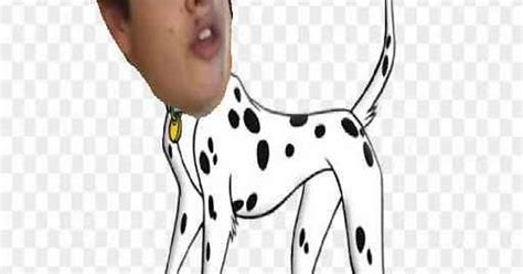 Calum Dalmatian Album On Imgur