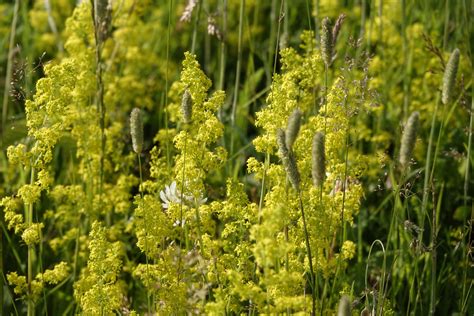 ladys bedstraw galium verum renaturing seaford