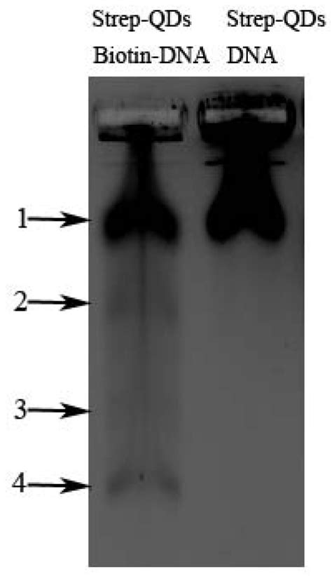 Evaluation Of Commercially Available Streptavidin Coated Qds