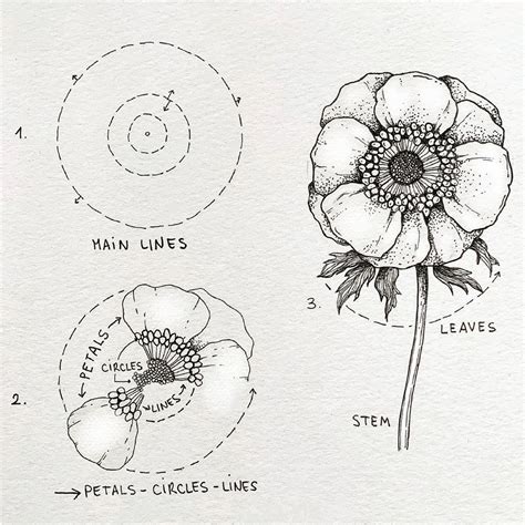 Anemone Flower Drawing Easy Waynethiebauddonutpaintings